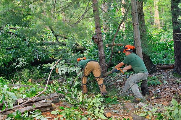 Best Tree Disease Treatment  in Prichard, AL